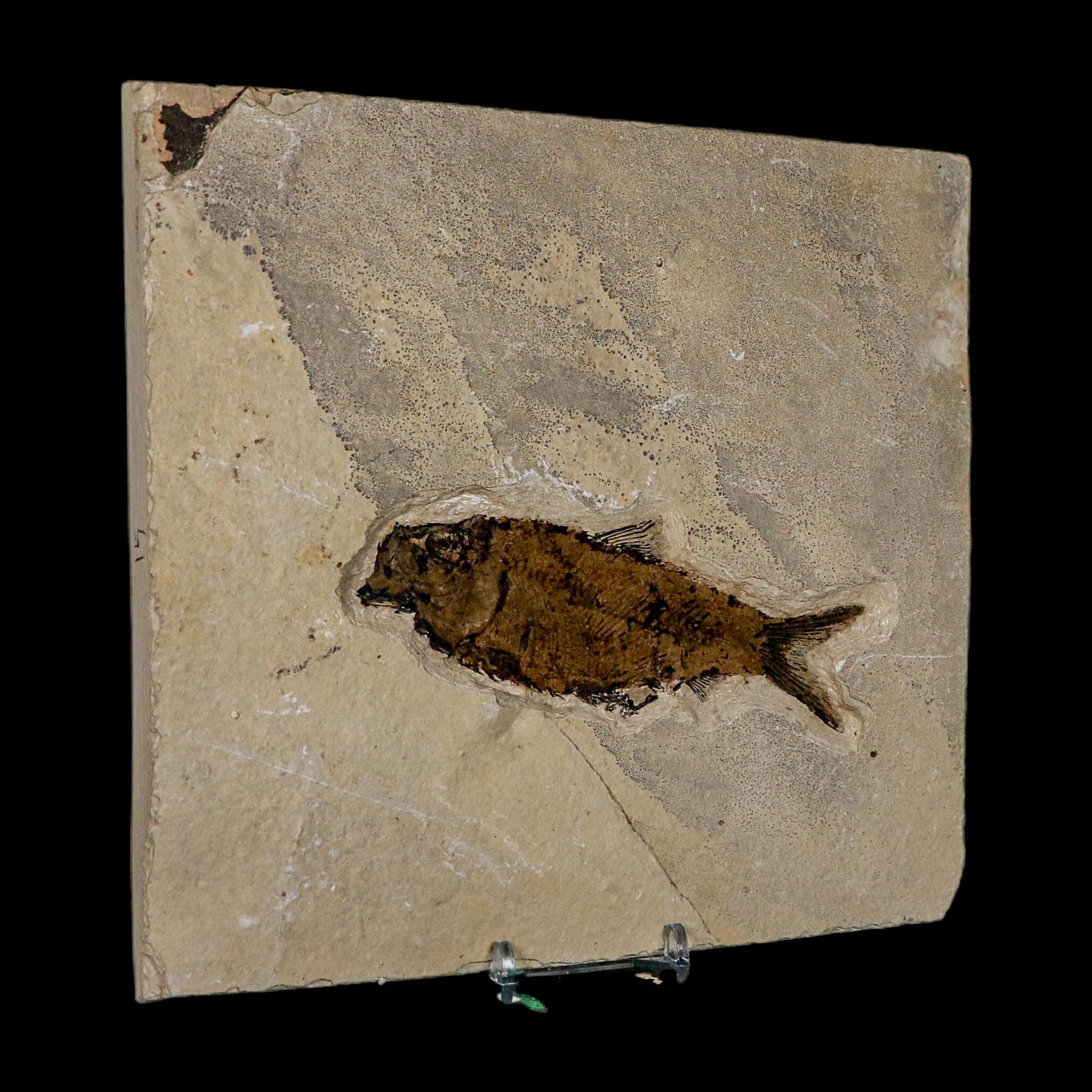 XL 4.7" Knightia Eocaena Fossil Fish Green River FM WY Eocene Age COA And Stand - Fossil Age Minerals