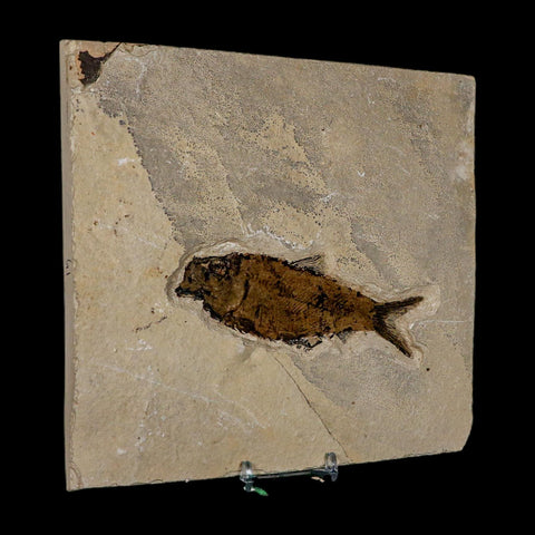 XL 4.7" Knightia Eocaena Fossil Fish Green River FM WY Eocene Age COA And Stand