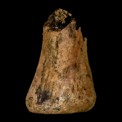 1.5" Juvenile Hadrosaur Duckbill Dinosaur Fossil Toe Bone Lance Creek FM WY COA - Fossil Age Minerals