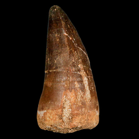 XXL 2.5" Mosasaur Prognathodon Fossil Tooth Cretaceous Dinosaur Era COA & Stand - Fossil Age Minerals
