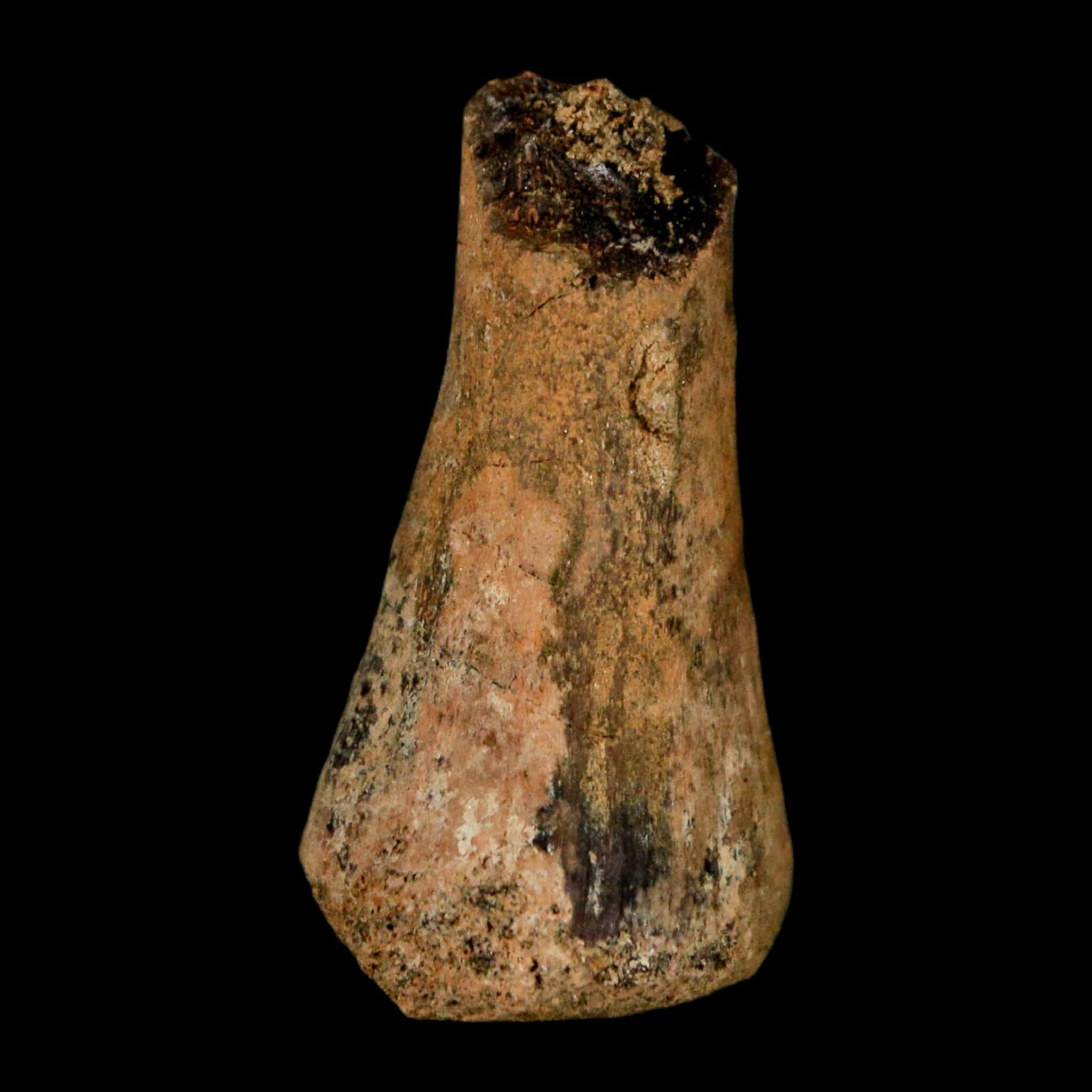 1.5" Juvenile Hadrosaur Duckbill Dinosaur Fossil Toe Bone Lance Creek FM WY COA - Fossil Age Minerals