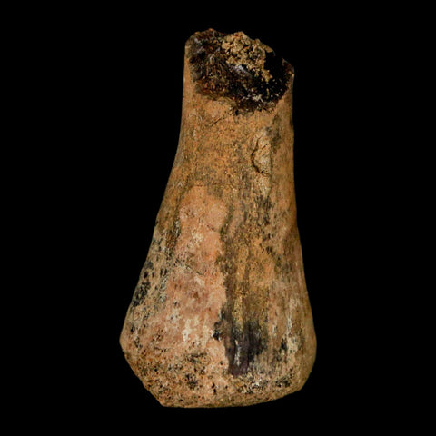 1.5" Juvenile Hadrosaur Duckbill Dinosaur Fossil Toe Bone Lance Creek FM WY COA - Fossil Age Minerals