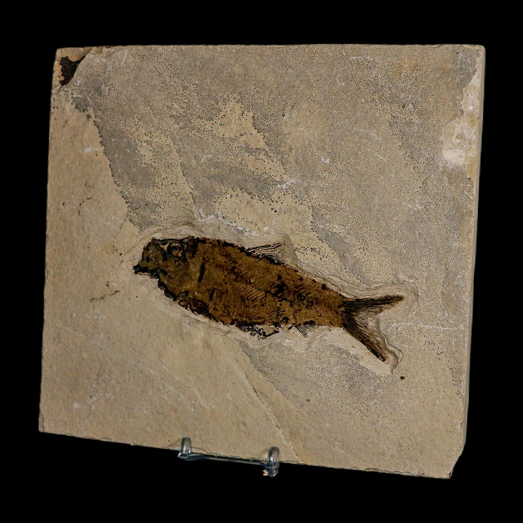 XL 4.7" Knightia Eocaena Fossil Fish Green River FM WY Eocene Age COA And Stand - Fossil Age Minerals