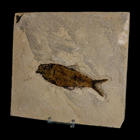 XL 4.7" Knightia Eocaena Fossil Fish Green River FM WY Eocene Age COA And Stand