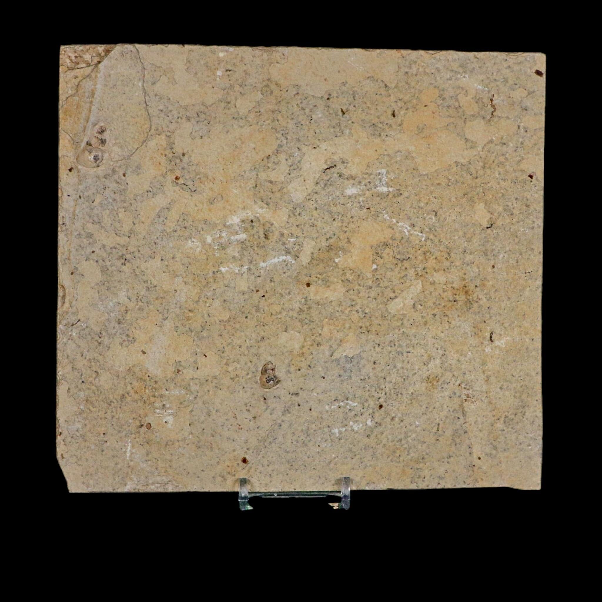 XL 4.7" Knightia Eocaena Fossil Fish Green River FM WY Eocene Age COA And Stand - Fossil Age Minerals