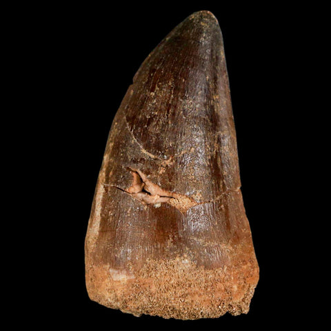 XXL 2.5" Mosasaur Prognathodon Fossil Tooth Cretaceous Dinosaur Era COA & Stand - Fossil Age Minerals