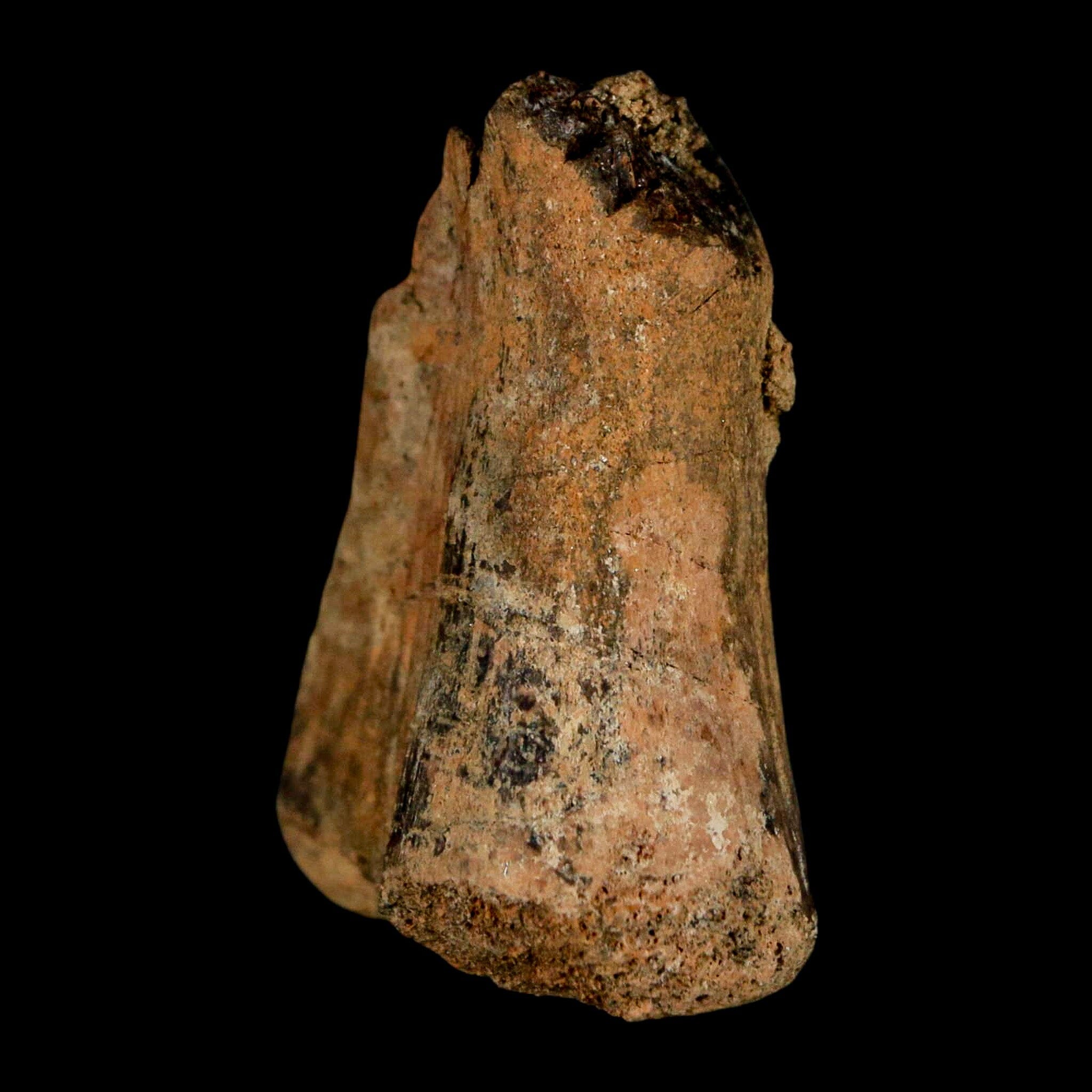 1.5" Juvenile Hadrosaur Duckbill Dinosaur Fossil Toe Bone Lance Creek FM WY COA - Fossil Age Minerals