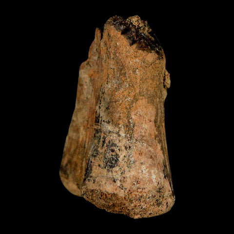 1.5" Juvenile Hadrosaur Duckbill Dinosaur Fossil Toe Bone Lance Creek FM WY COA - Fossil Age Minerals