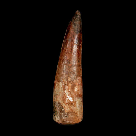 XXL 4" Spinosaurus Fossil Tooth 100 Million Years Old Cretaceous Dinosaur COA