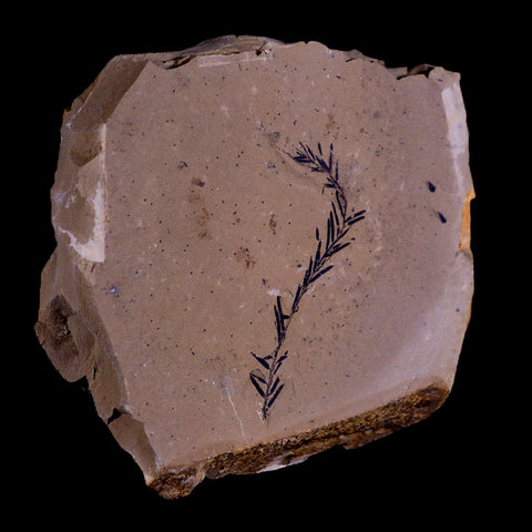 2.1" Detailed Fossil Plant Leafs Metasequoia Dawn Redwood Oligocene Age MT COA - Fossil Age Minerals