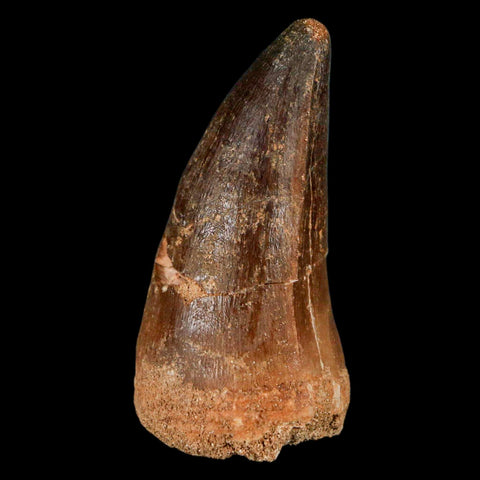 XXL 2.5" Mosasaur Prognathodon Fossil Tooth Cretaceous Dinosaur Era COA & Stand - Fossil Age Minerals