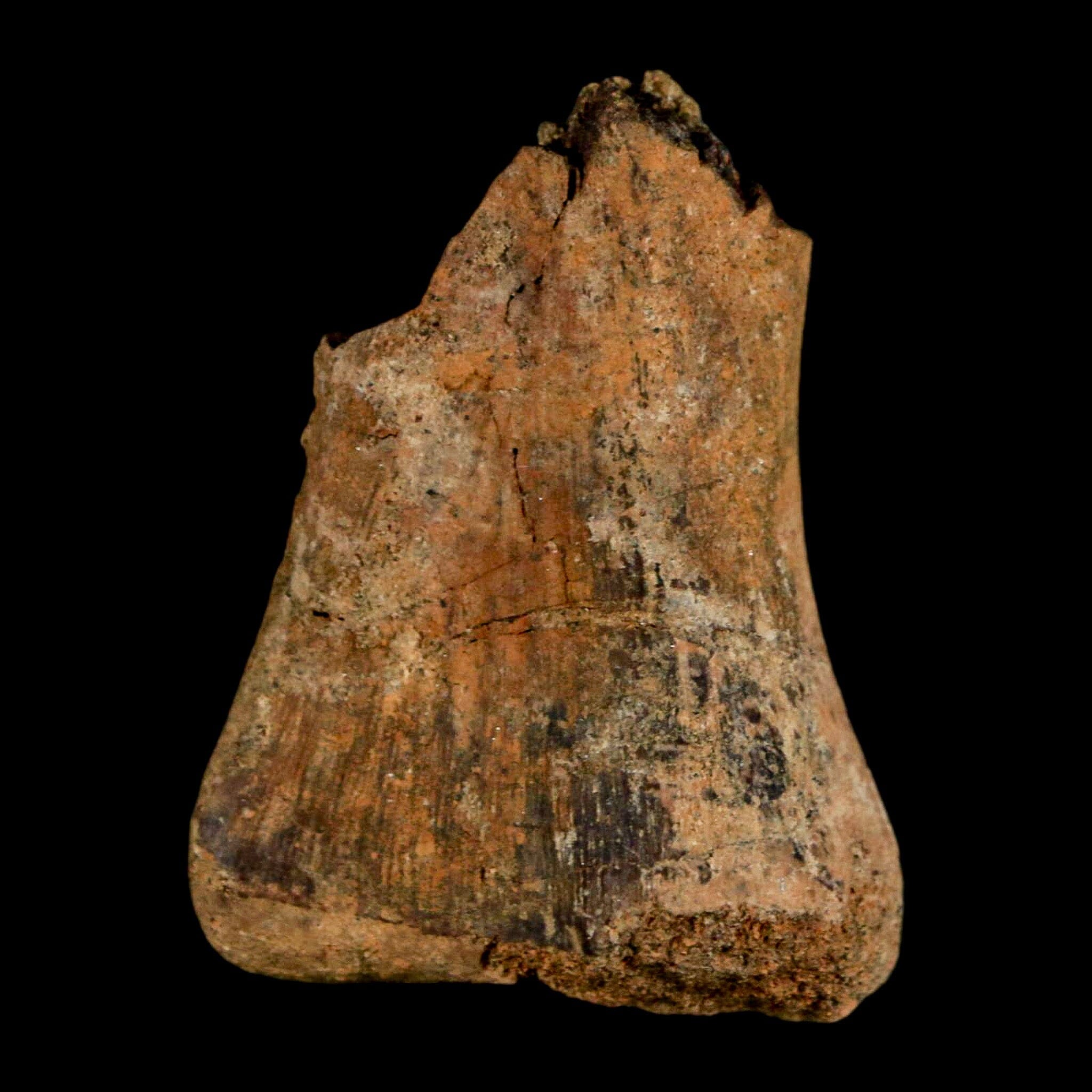 1.5" Juvenile Hadrosaur Duckbill Dinosaur Fossil Toe Bone Lance Creek FM WY COA - Fossil Age Minerals