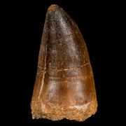 XXL 2.5" Mosasaur Prognathodon Fossil Tooth Cretaceous Dinosaur Era COA & Stand