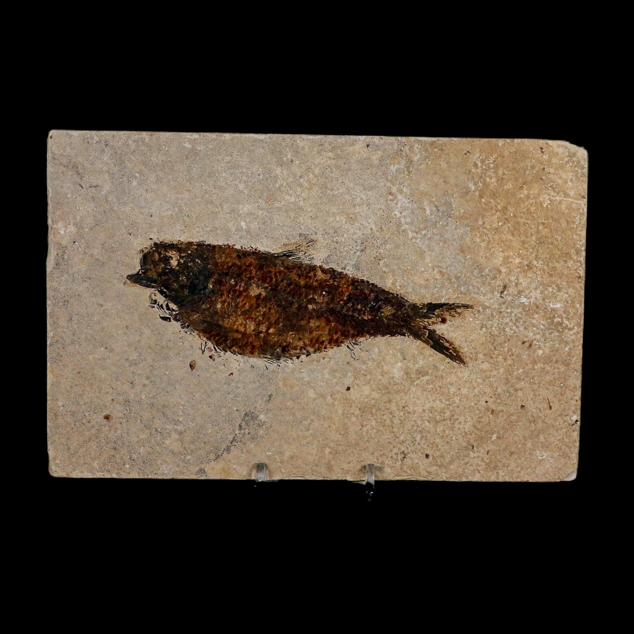 XXL 5" Knightia Eocaena Fossil Fish Green River FM WY Eocene Age COA And Stand - Fossil Age Minerals