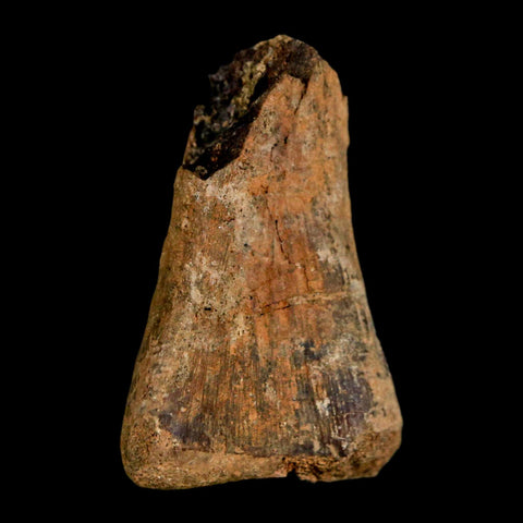 1.5" Juvenile Hadrosaur Duckbill Dinosaur Fossil Toe Bone Lance Creek FM WY COA - Fossil Age Minerals