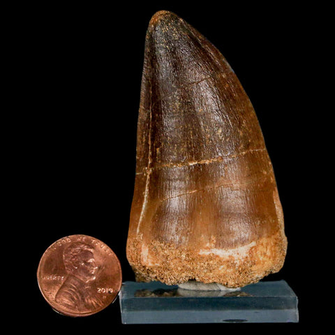 XXL 2.5" Mosasaur Prognathodon Fossil Tooth Cretaceous Dinosaur Era COA & Stand - Fossil Age Minerals
