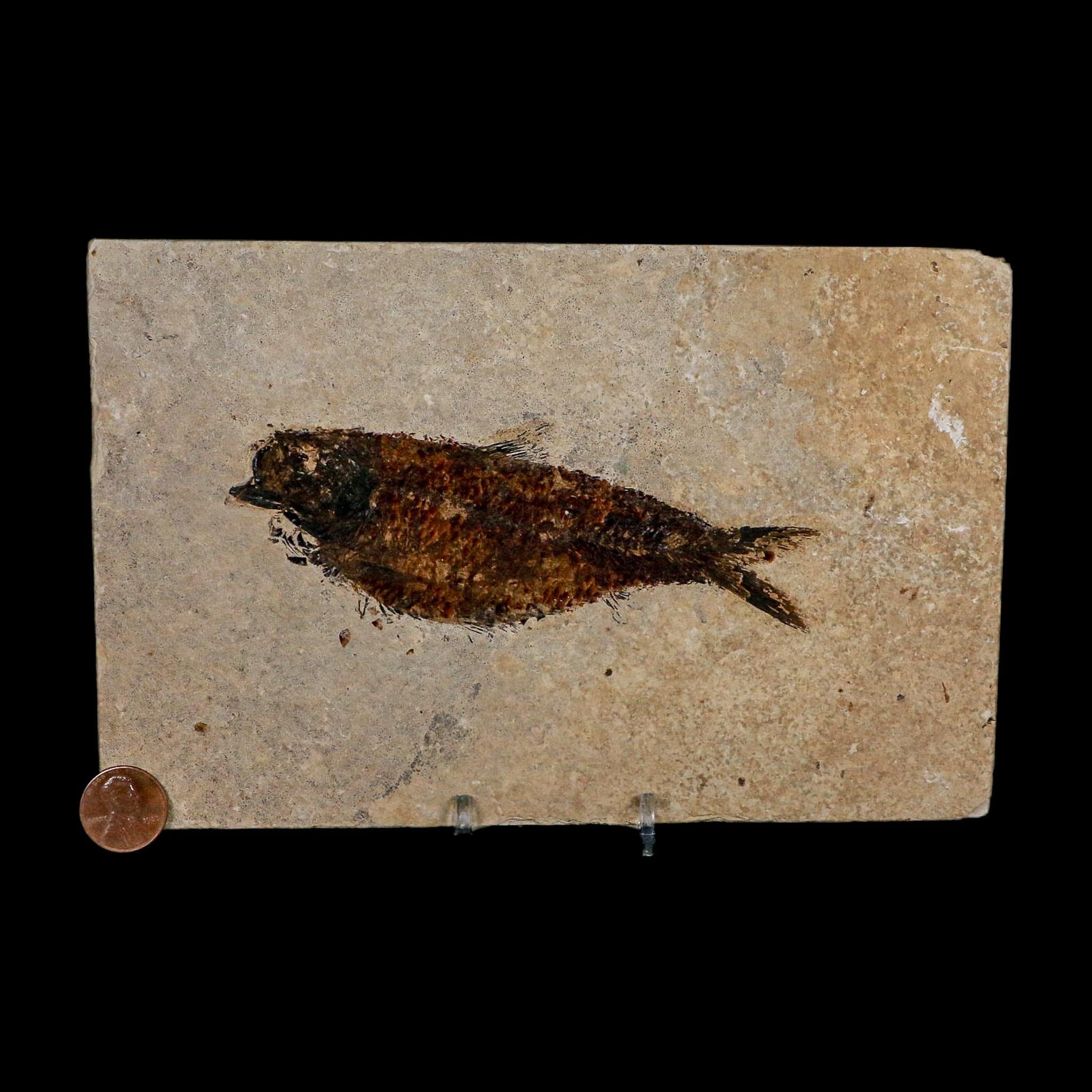 XXL 5" Knightia Eocaena Fossil Fish Green River FM WY Eocene Age COA And Stand - Fossil Age Minerals