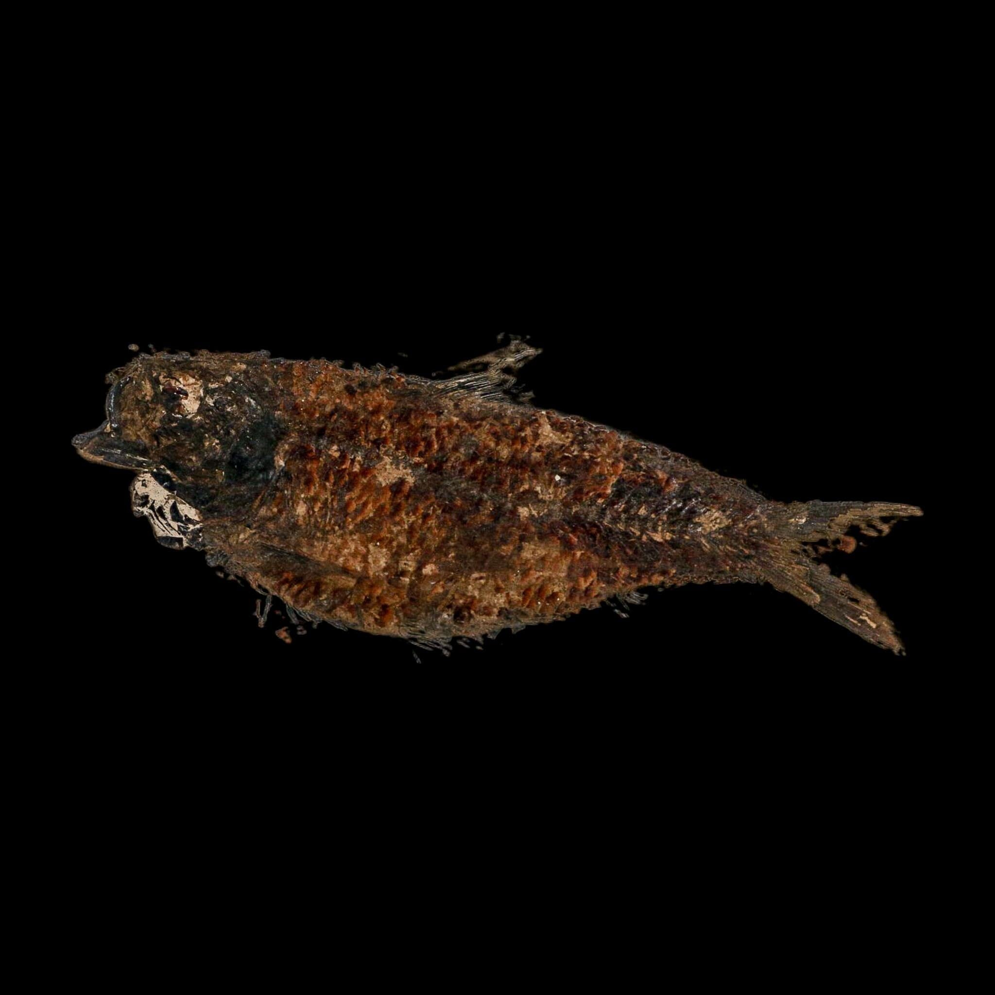 XXL 5" Knightia Eocaena Fossil Fish Green River FM WY Eocene Age COA And Stand - Fossil Age Minerals