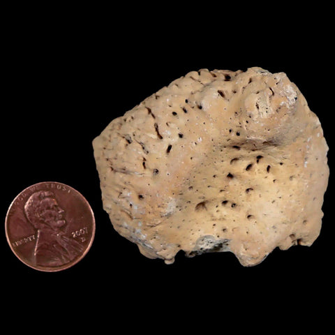 2" Glyptodon Fossil Osteoderm Spike Scute Plate Bony Armor Pliocene Uruguay COA - Fossil Age Minerals