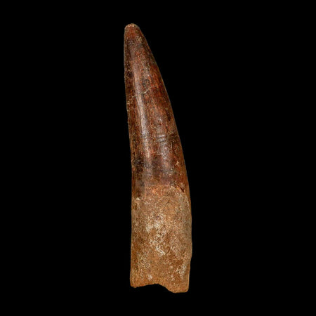 XL 3.8" Spinosaurus Fossil Tooth 100 Million Years Old Cretaceous Dinosaur COA