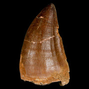 XL 2.3" Mosasaur Prognathodon Fossil Tooth Cretaceous Dinosaur Era COA & Stand