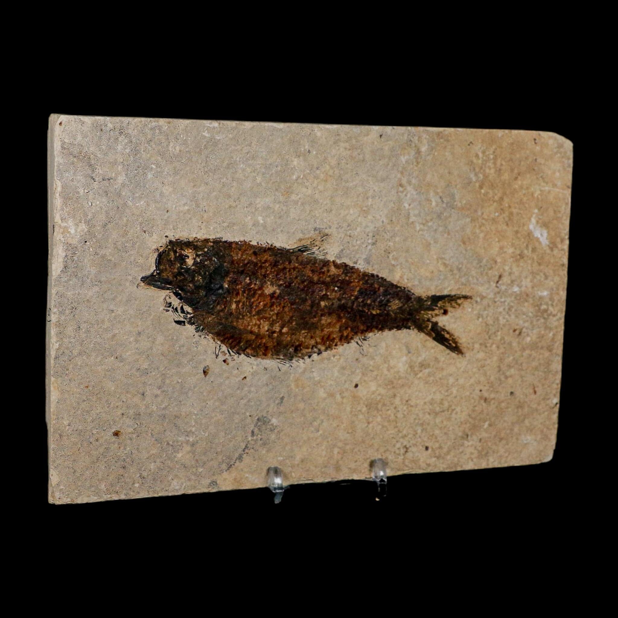 XXL 5" Knightia Eocaena Fossil Fish Green River FM WY Eocene Age COA And Stand - Fossil Age Minerals
