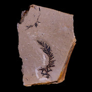 1.6" Detailed Fossil Plant Leafs Metasequoia Dawn Redwood Oligocene Age MT COA