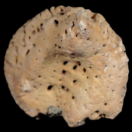 2" Glyptodon Fossil Osteoderm Spike Scute Plate Bony Armor Pleistocene Uruguay COA