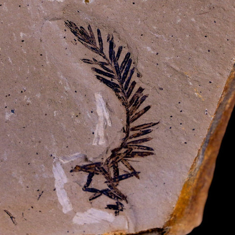 1.6" Detailed Fossil Plant Leafs Metasequoia Dawn Redwood Oligocene Age MT COA - Fossil Age Minerals