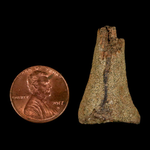 1.2" Juvenile Hadrosaur Duckbill Dinosaur Fossil Toe Bone Lance Creek FM WY COA - Fossil Age Minerals