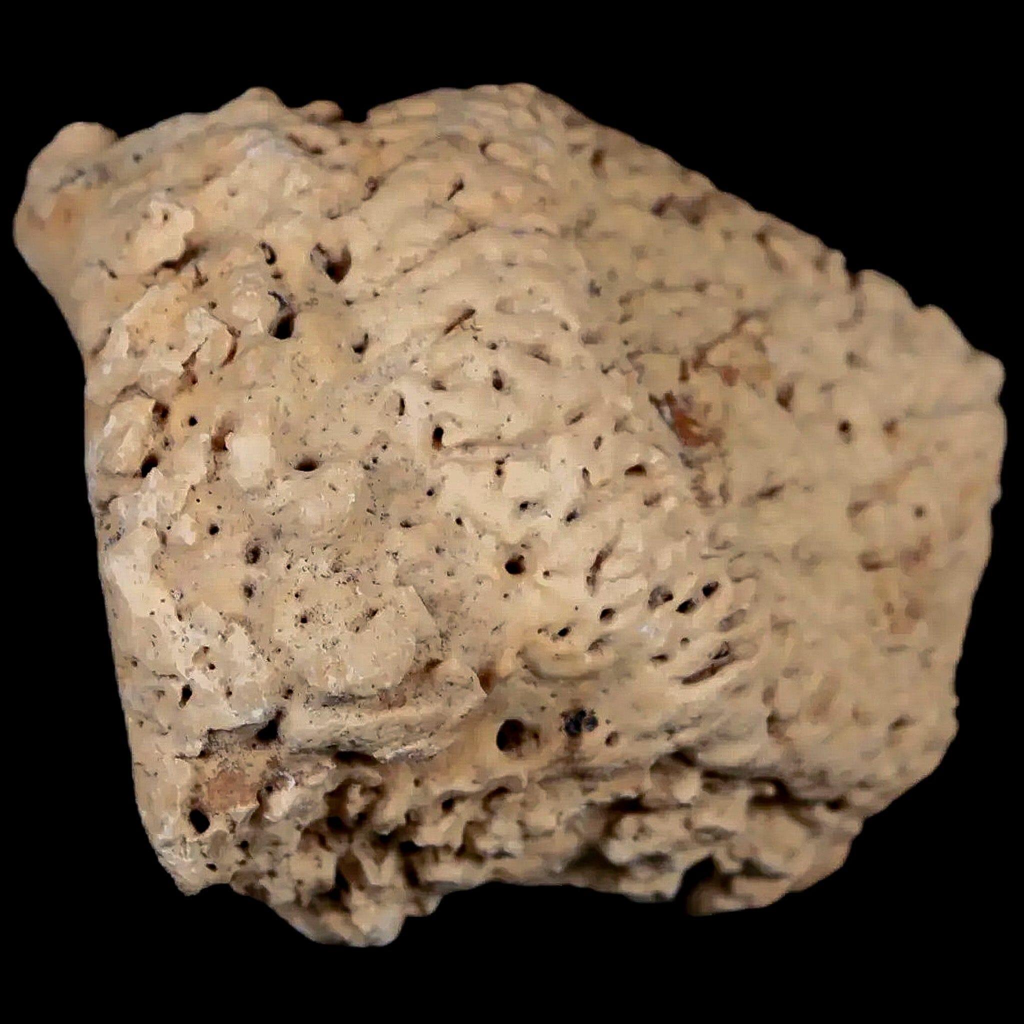 2" Glyptodon Fossil Osteoderm Spike Scute Plate Bony Armor Pleistocene Uruguay COA - Fossil Age Minerals