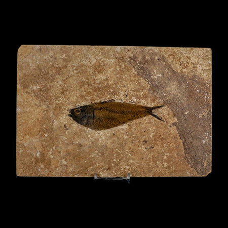 XL 4.6" Knightia Eocaena Fossil Fish Green River FM WY Eocene Age COA And Stand