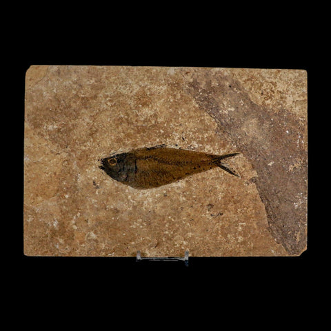 XL 4.6" Knightia Eocaena Fossil Fish Green River FM WY Eocene Age COA And Stand
