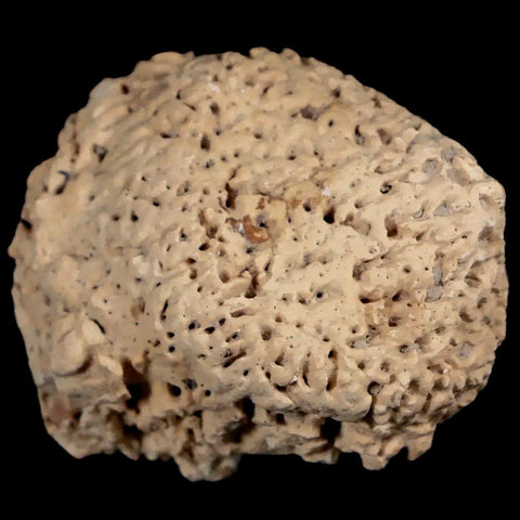 2" Glyptodon Fossil Osteoderm Spike Scute Plate Bony Armor Pliocene Uruguay COA - Fossil Age Minerals