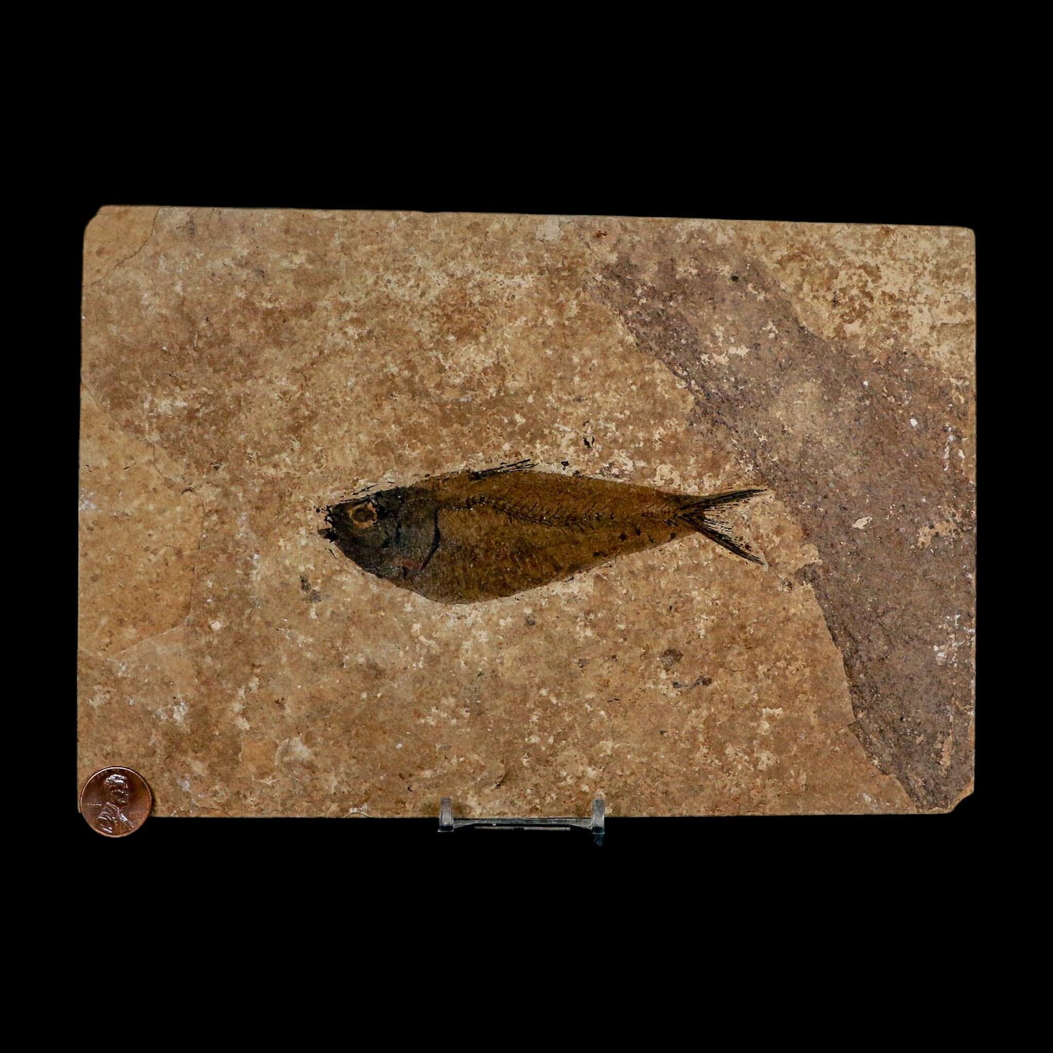 XL 4.6" Knightia Eocaena Fossil Fish Green River FM WY Eocene Age COA And Stand - Fossil Age Minerals