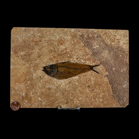 XL 4.6" Knightia Eocaena Fossil Fish Green River FM WY Eocene Age COA And Stand