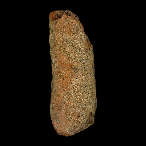 1.2" Juvenile Hadrosaur Duckbill Dinosaur Fossil Toe Bone Lance Creek FM WY COA - Fossil Age Minerals