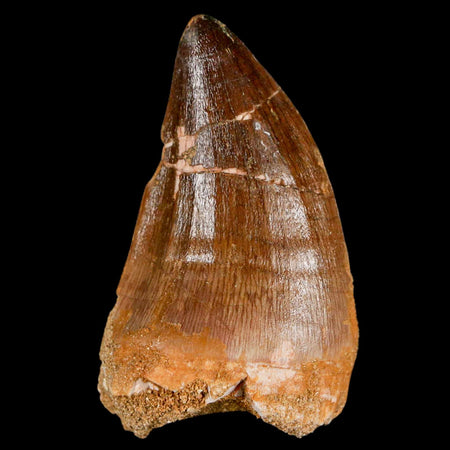 XL 2.3" Mosasaur Prognathodon Fossil Tooth Cretaceous Dinosaur Era COA & Stand