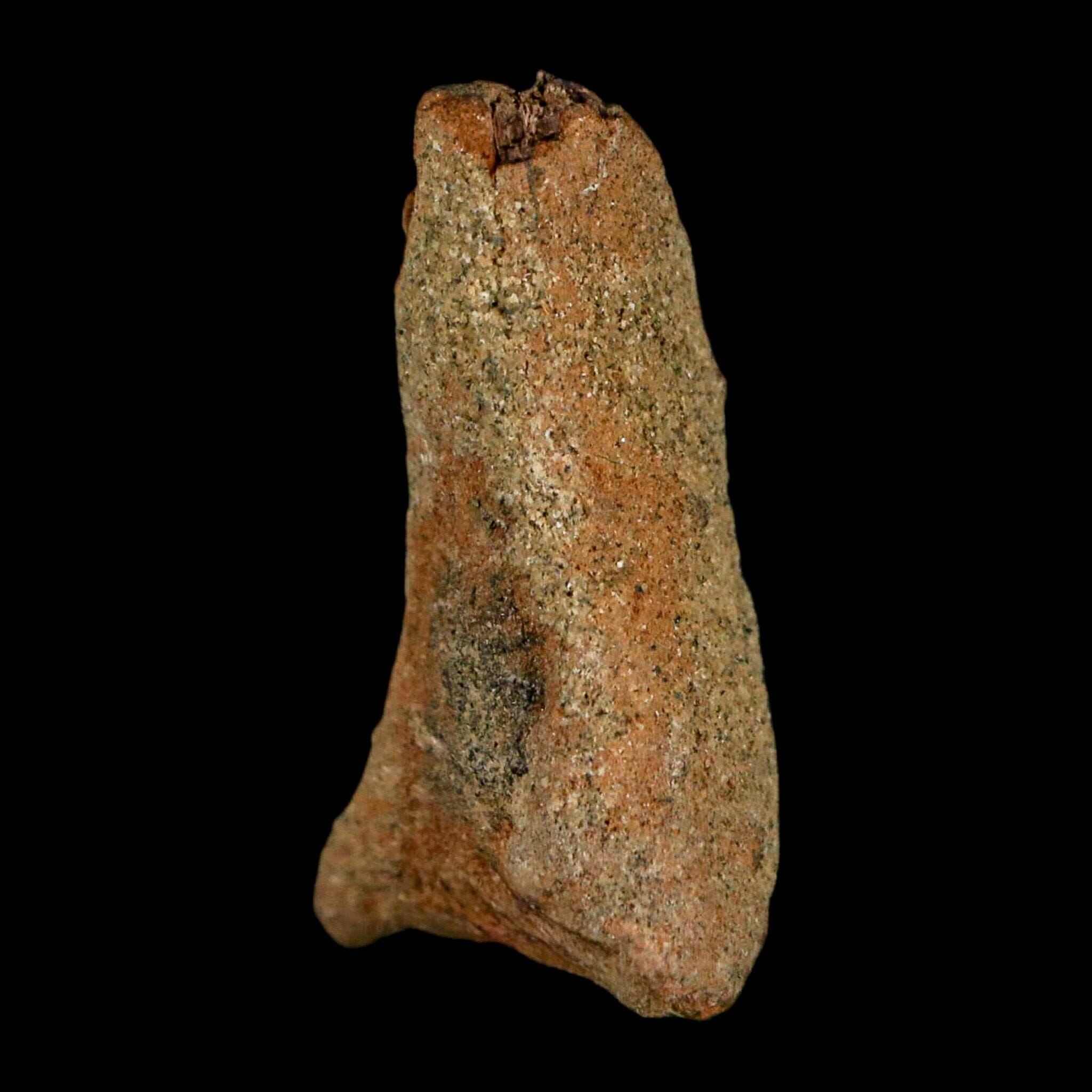 1.2" Juvenile Hadrosaur Duckbill Dinosaur Fossil Toe Bone Lance Creek FM WY COA - Fossil Age Minerals