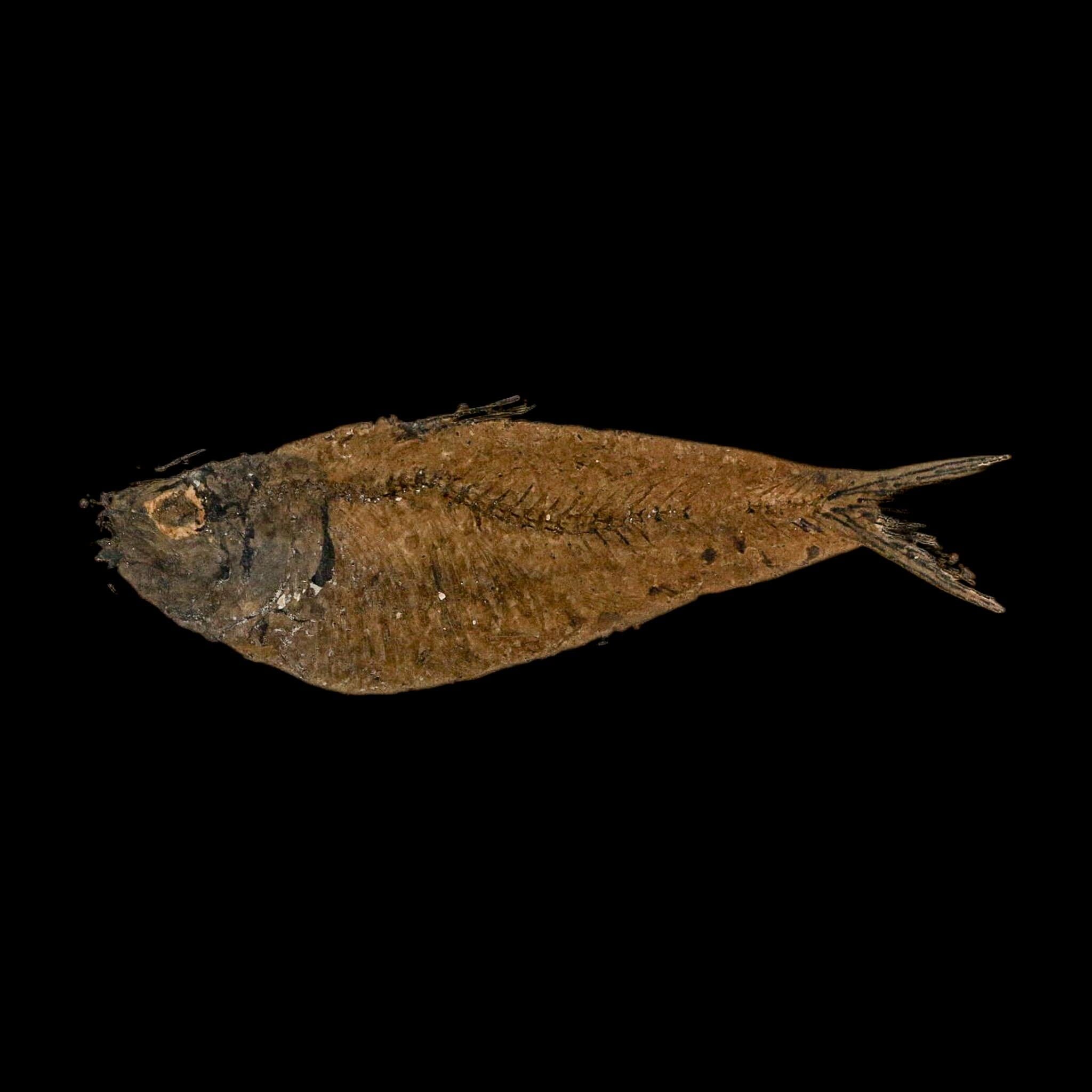 XL 4.6" Knightia Eocaena Fossil Fish Green River FM WY Eocene Age COA And Stand - Fossil Age Minerals