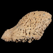 2.3" Glyptodon Fossil Osteoderm Spike Scute Plate Bony Armor Pliocene Uruguay COA