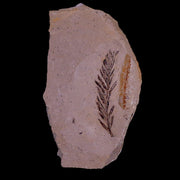 1.8" Detailed Fossil Plant Leafs Metasequoia Dawn Redwood Oligocene Age MT COA