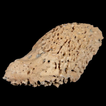 2.3" Glyptodon Fossil Osteoderm Spike Scute Plate Bony Armor Pliocene Uruguay COA