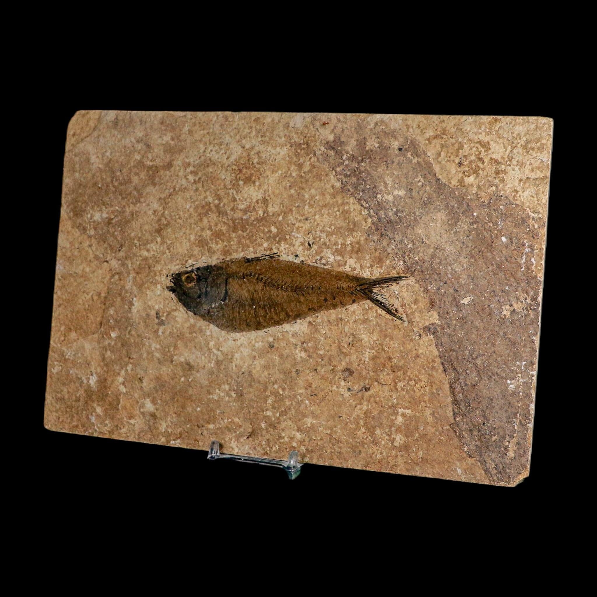 XL 4.6" Knightia Eocaena Fossil Fish Green River FM WY Eocene Age COA And Stand - Fossil Age Minerals