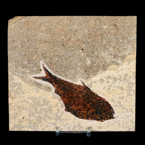 4.4" Diplomystus Dentatus Fossil Fish Green River FM WY Eocene Age COA, Stand - Fossil Age Minerals