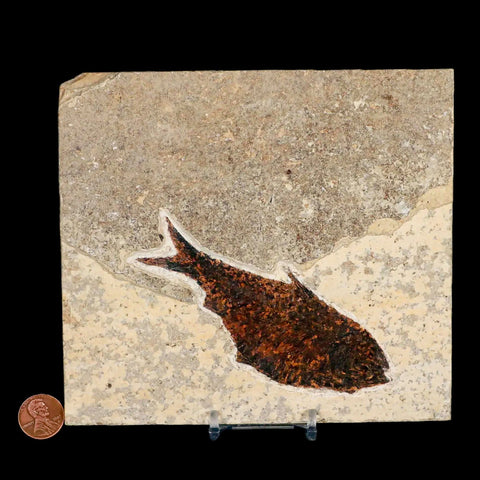 4.4" Diplomystus Dentatus Fossil Fish Green River FM WY Eocene Age COA, Stand - Fossil Age Minerals