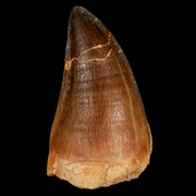 XL 2.2" Mosasaur Prognathodon Fossil Tooth Cretaceous Dinosaur Era COA & Stand