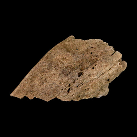 1.2" Tyrannosaurus Rex Fossil Bone Dinosaur Lance Creek Formation Wyoming COA - Fossil Age Minerals