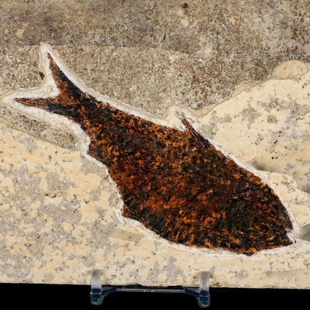 4.4" Diplomystus Dentatus Fossil Fish Green River FM WY Eocene Age COA, Stand