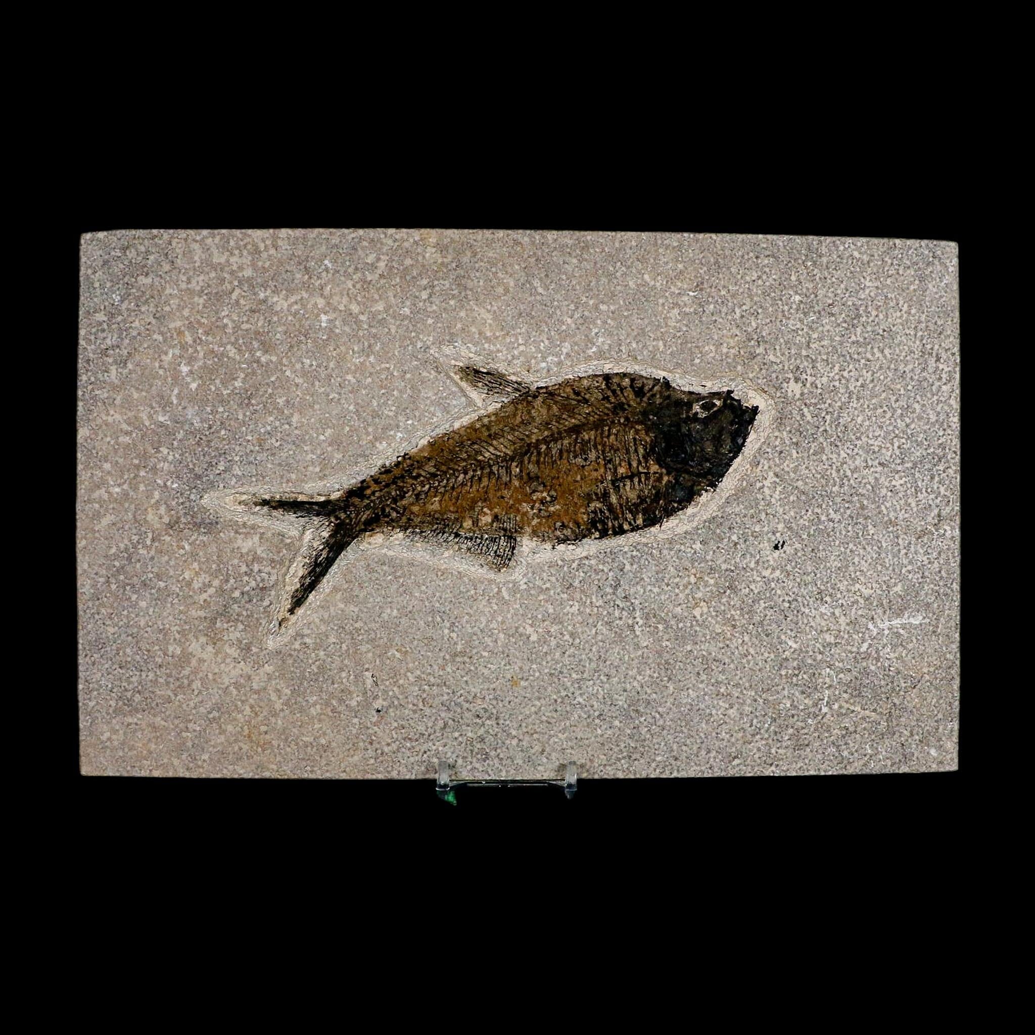 XL 6.6" Diplomystus Dentatus Fossil Fish Green River FM WY Eocene Age COA, Stand - Fossil Age Minerals